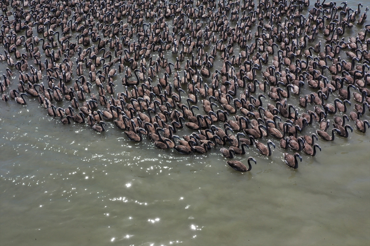 Kreşteki flamingo yavrularından muhteşem görüntüler