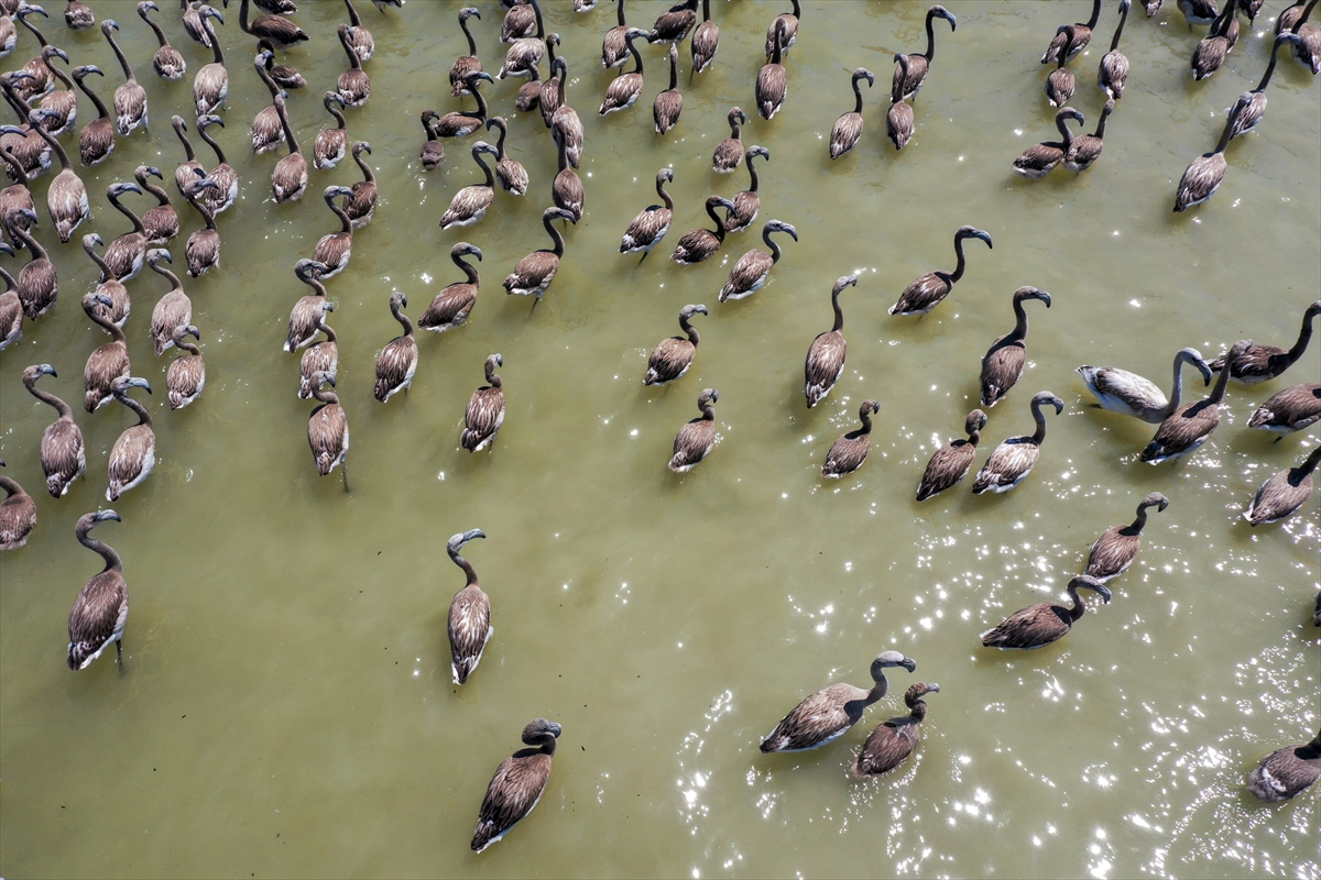 Kreşteki flamingo yavrularından muhteşem görüntüler