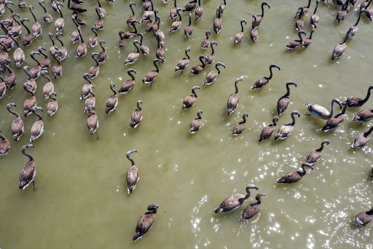 Kreşteki flamingo yavrularından muhteşem görüntüler