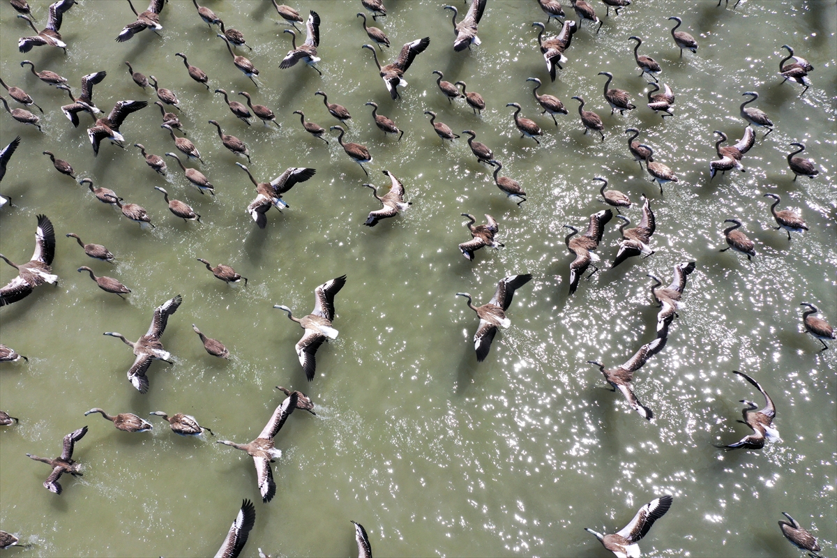 Kreşteki flamingo yavrularından muhteşem görüntüler