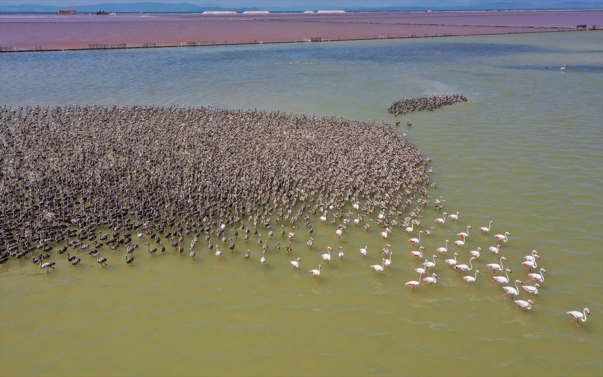 Kreşteki flamingo yavrularından muhteşem görüntüler