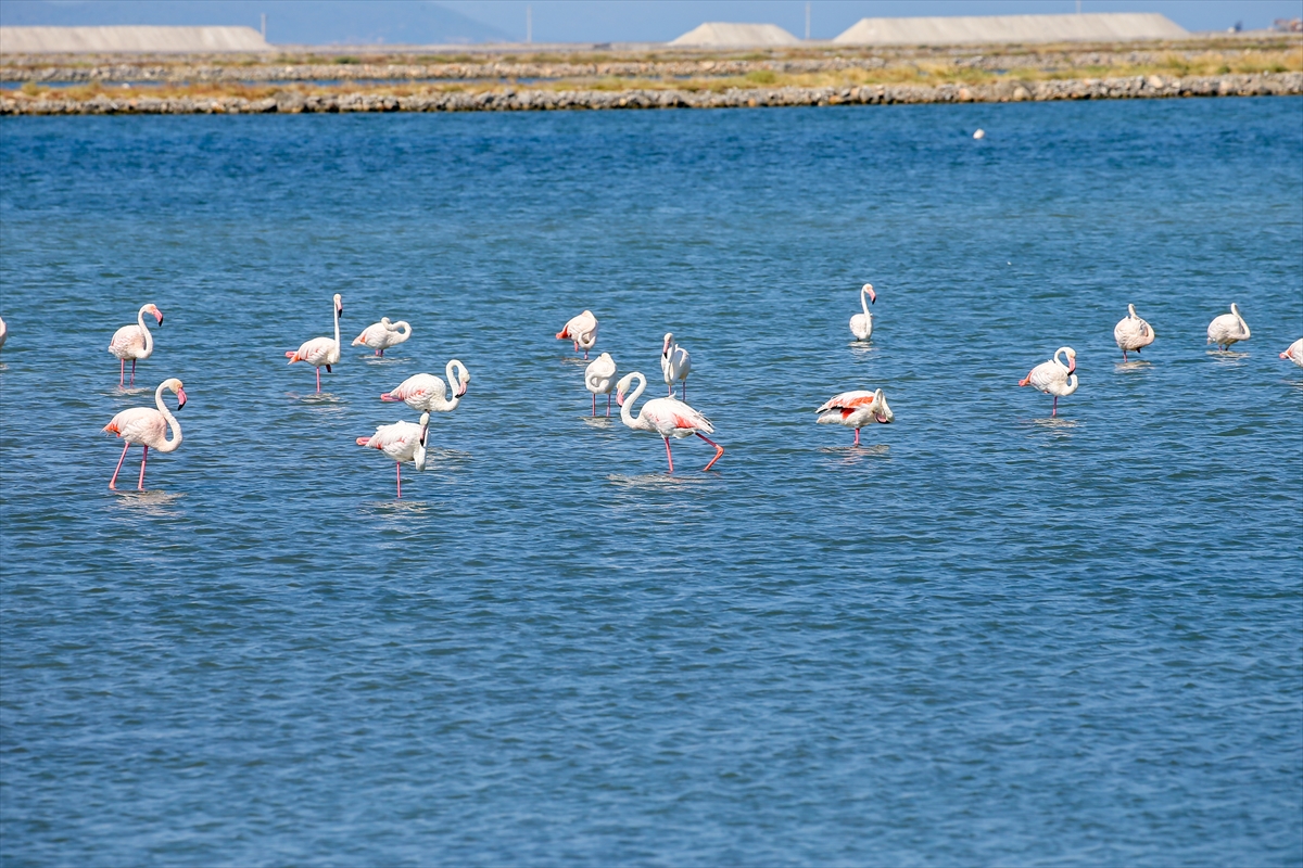 Kreşteki flamingo yavrularından muhteşem görüntüler