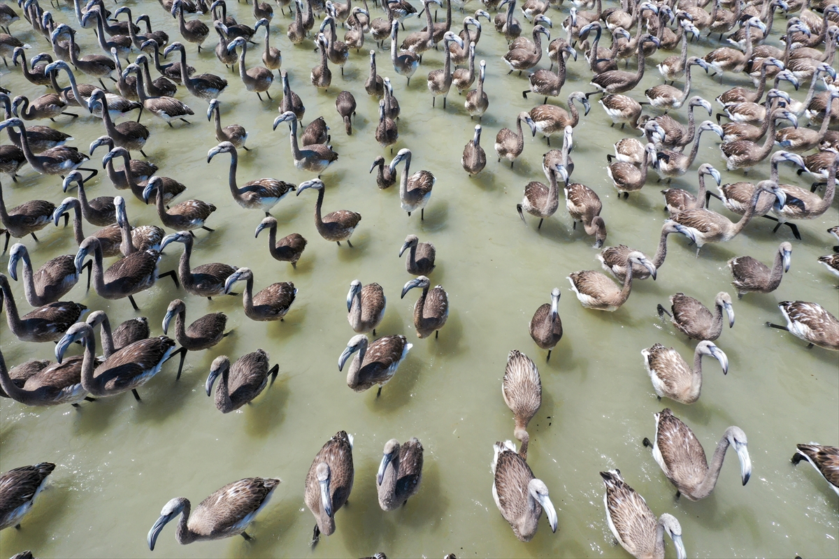 Kreşteki flamingo yavrularından muhteşem görüntüler