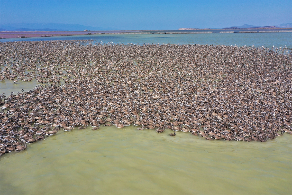 Kreşteki flamingo yavrularından muhteşem görüntüler