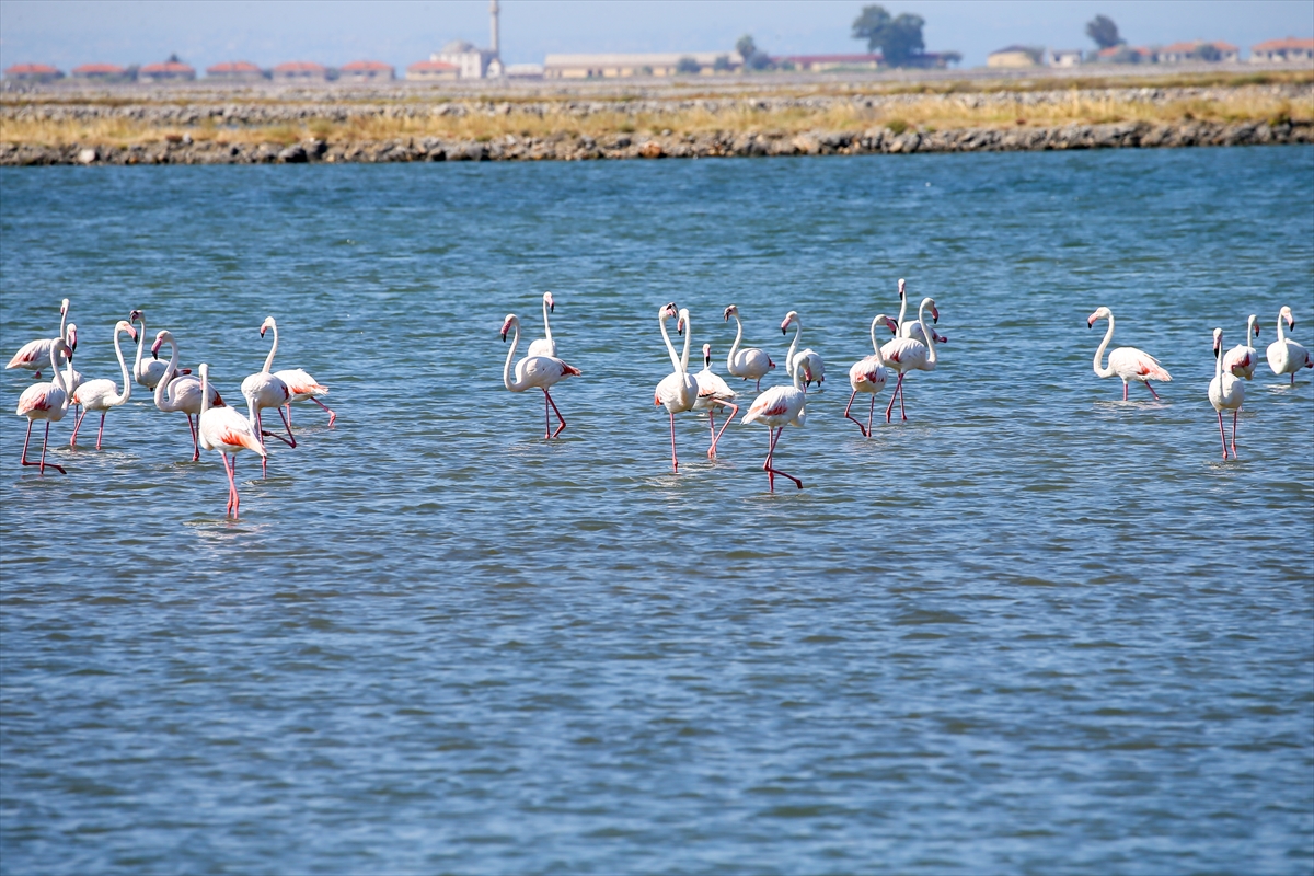 Kreşteki flamingo yavrularından muhteşem görüntüler