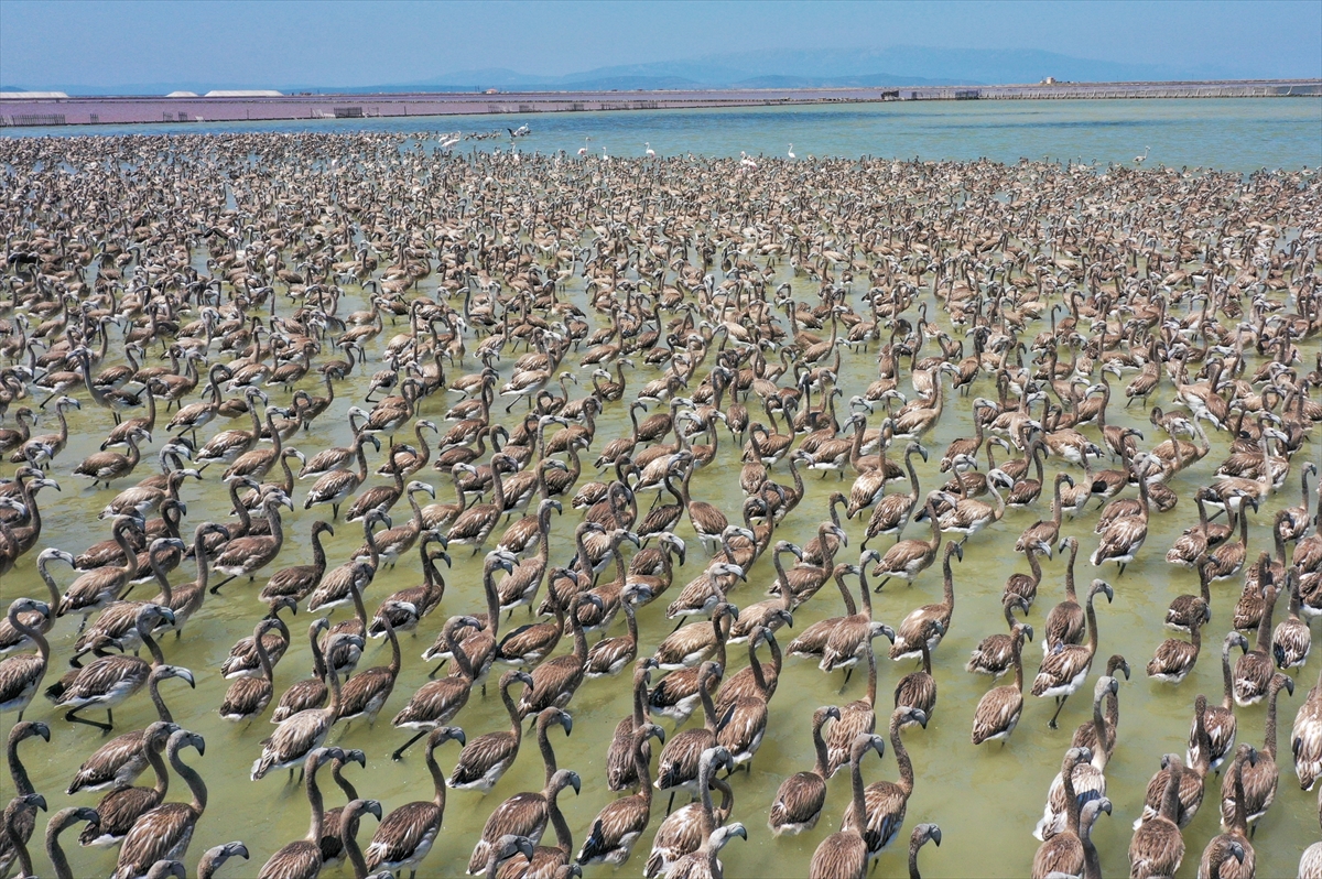 Kreşteki flamingo yavrularından muhteşem görüntüler