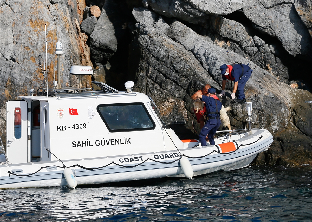 İzmir'de kayalığa sıkışan keçi kurtarıldı