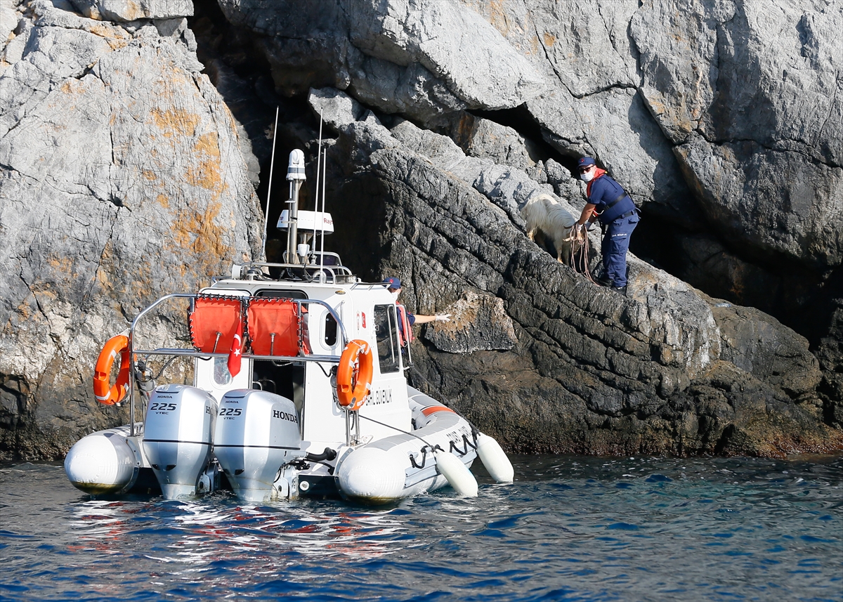 İzmir'de kayalığa sıkışan keçi kurtarıldı