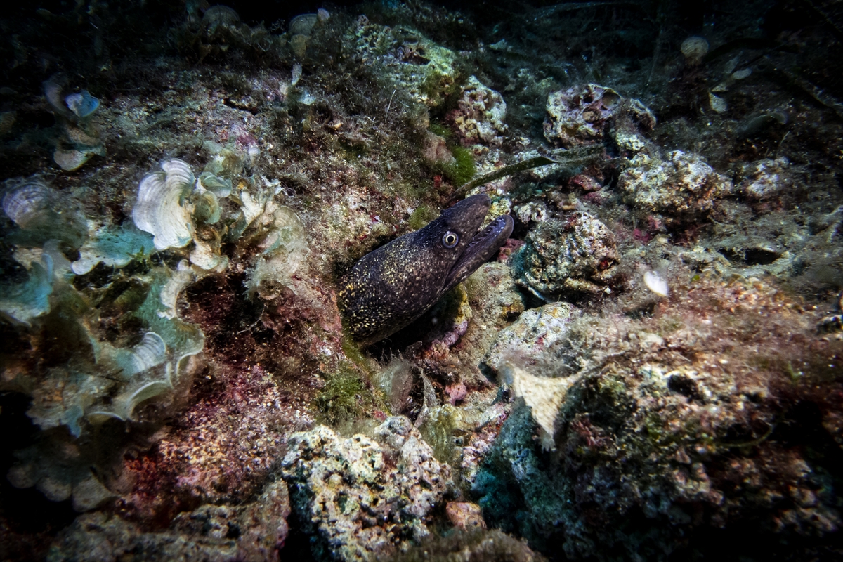 Su altı tutkunlarının yeni gözdesi Karaburun!