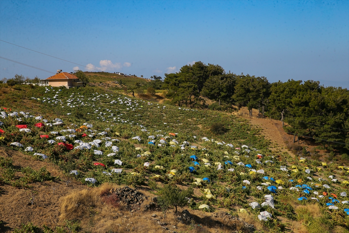 İzmir'in tescilli üzümüne 'renkli' koruma