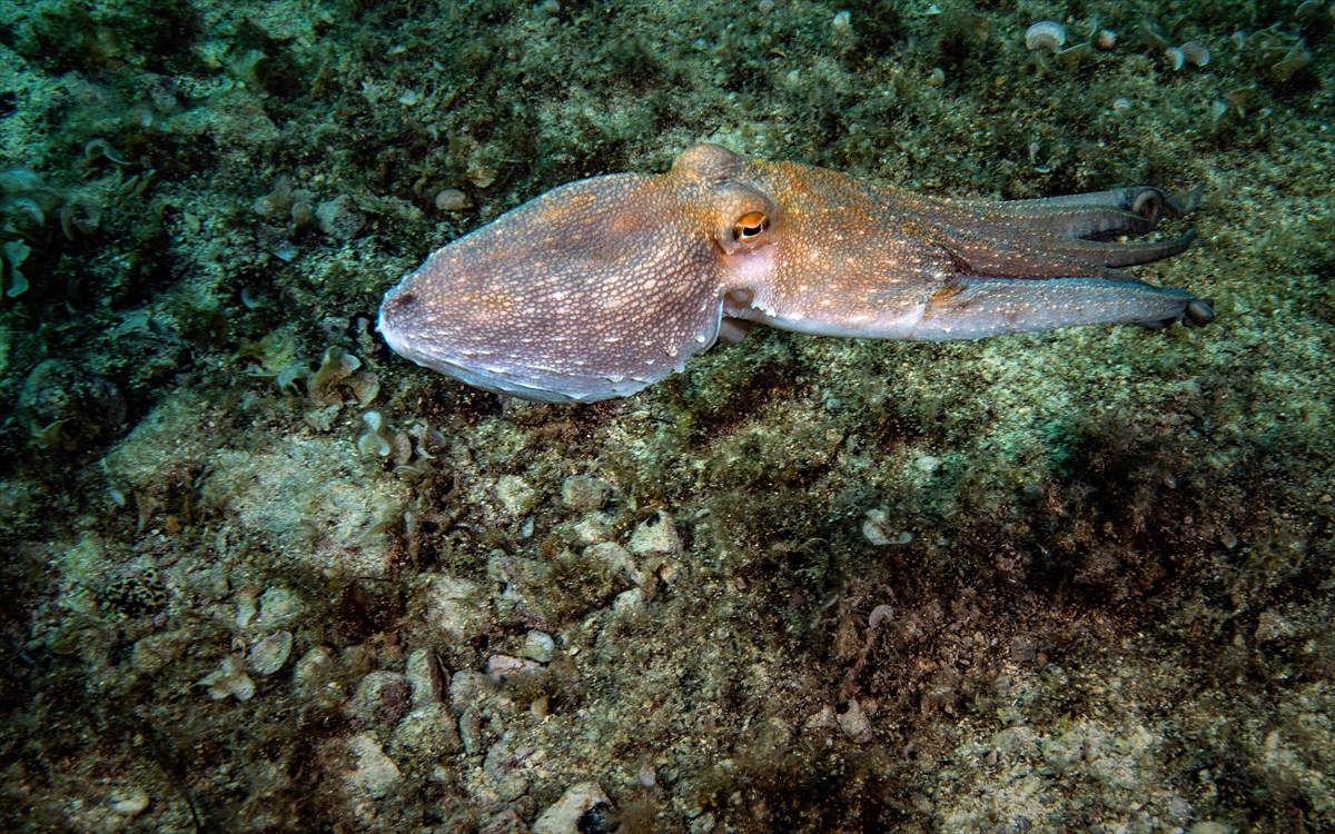 Su altı tutkunlarının yeni gözdesi Karaburun!