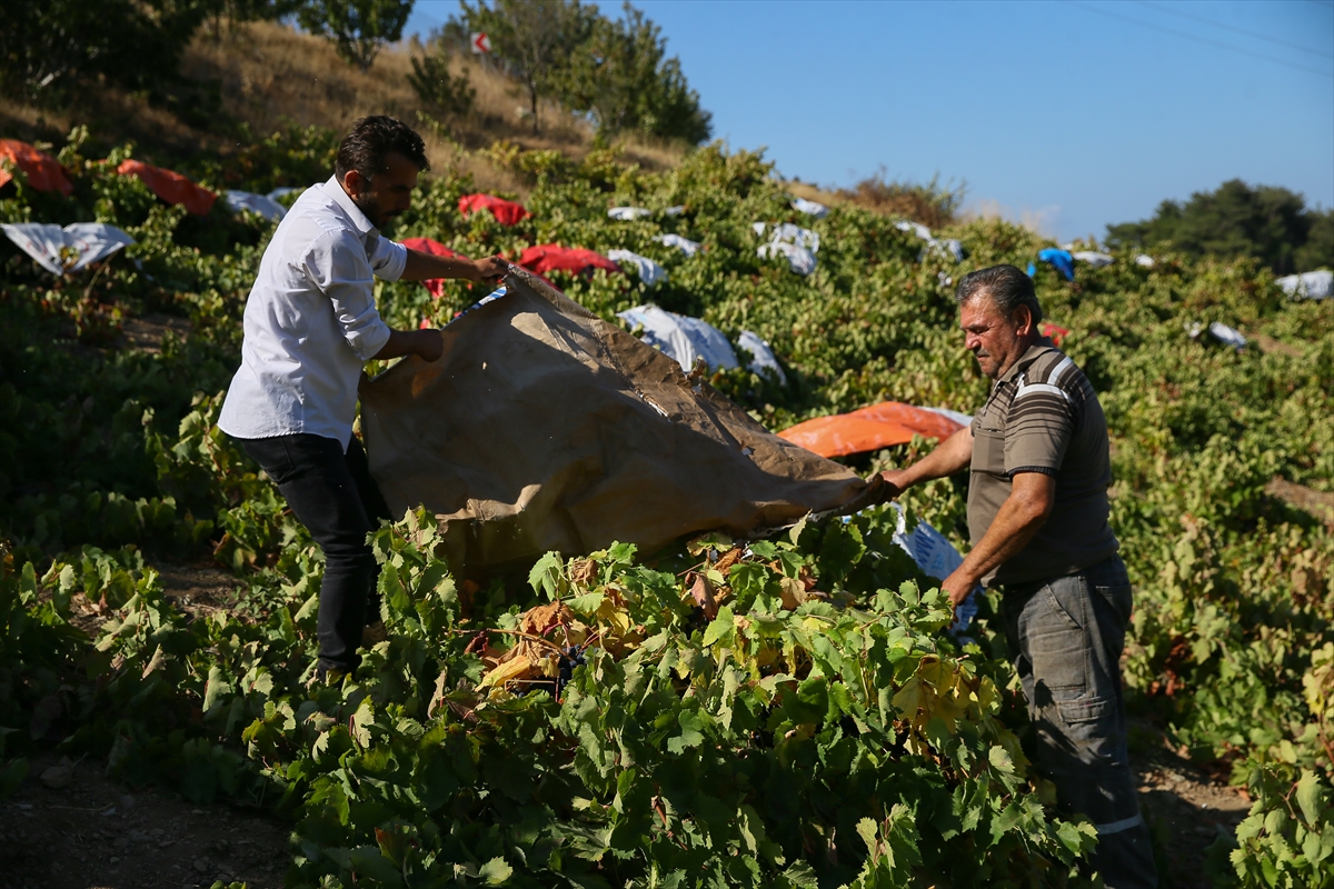 İzmir'in tescilli üzümüne 'renkli' koruma