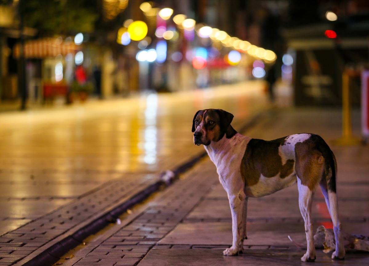 İzmir'de sokağa çıkma kısıtlamasına uyuldu