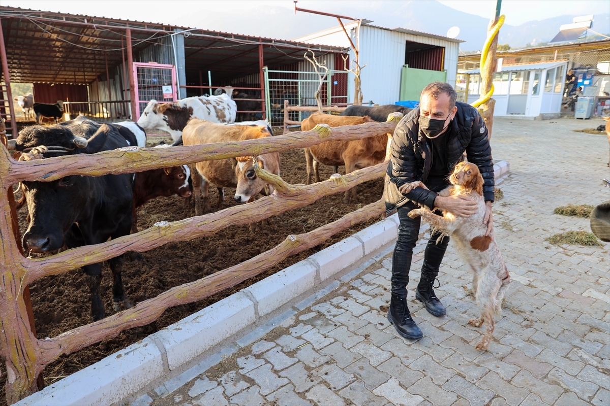 İşkenceye uğrayan eşek İzmir'e getirildi