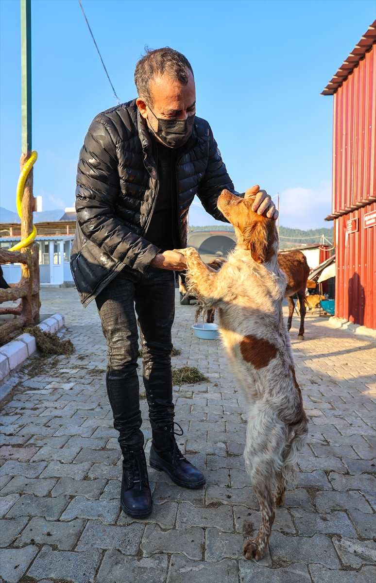 İşkenceye uğrayan eşek İzmir'e getirildi