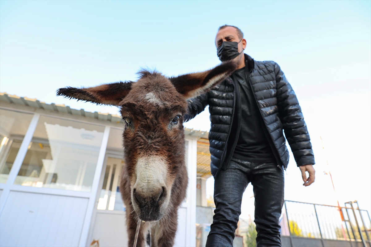 İşkenceye uğrayan eşek İzmir'e getirildi