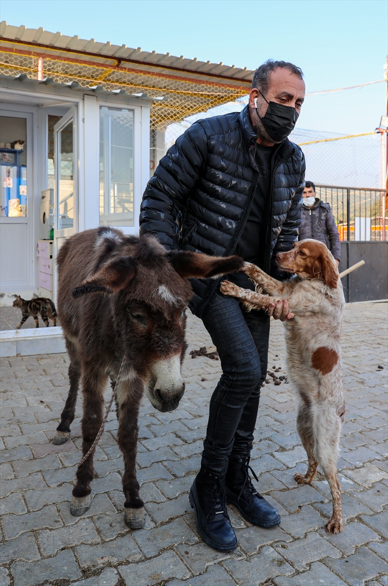 İşkenceye uğrayan eşek İzmir'e getirildi