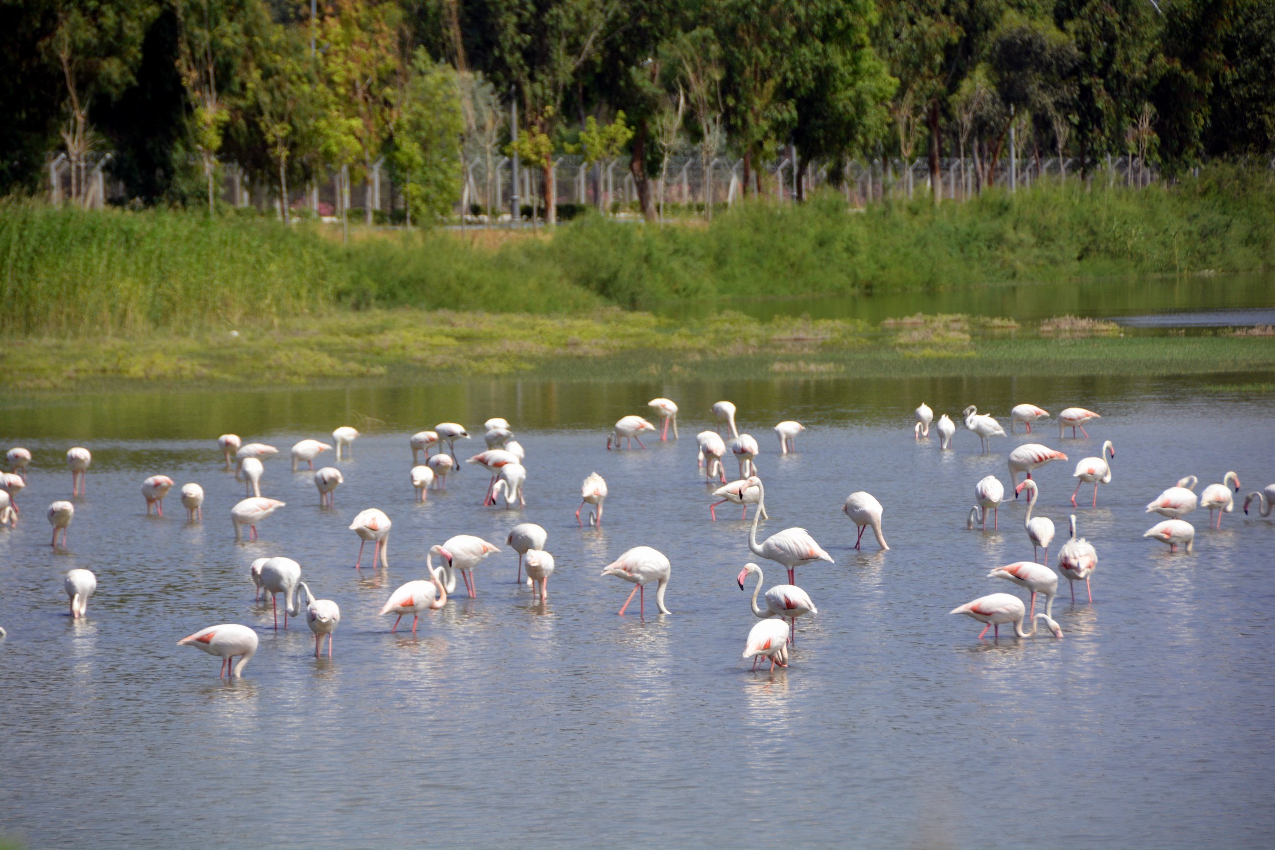 Aliağa'nın flamingolarından kartpostallık görüntüler