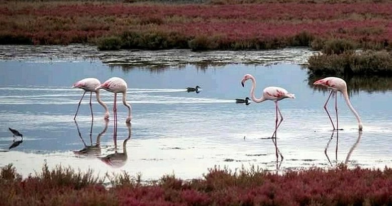 Aliağa'nın flamingolarından kartpostallık görüntüler