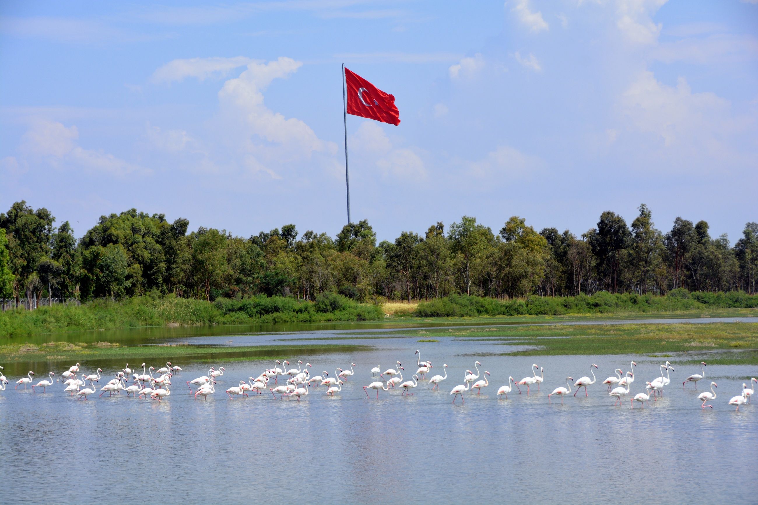 Aliağa'nın flamingolarından kartpostallık görüntüler