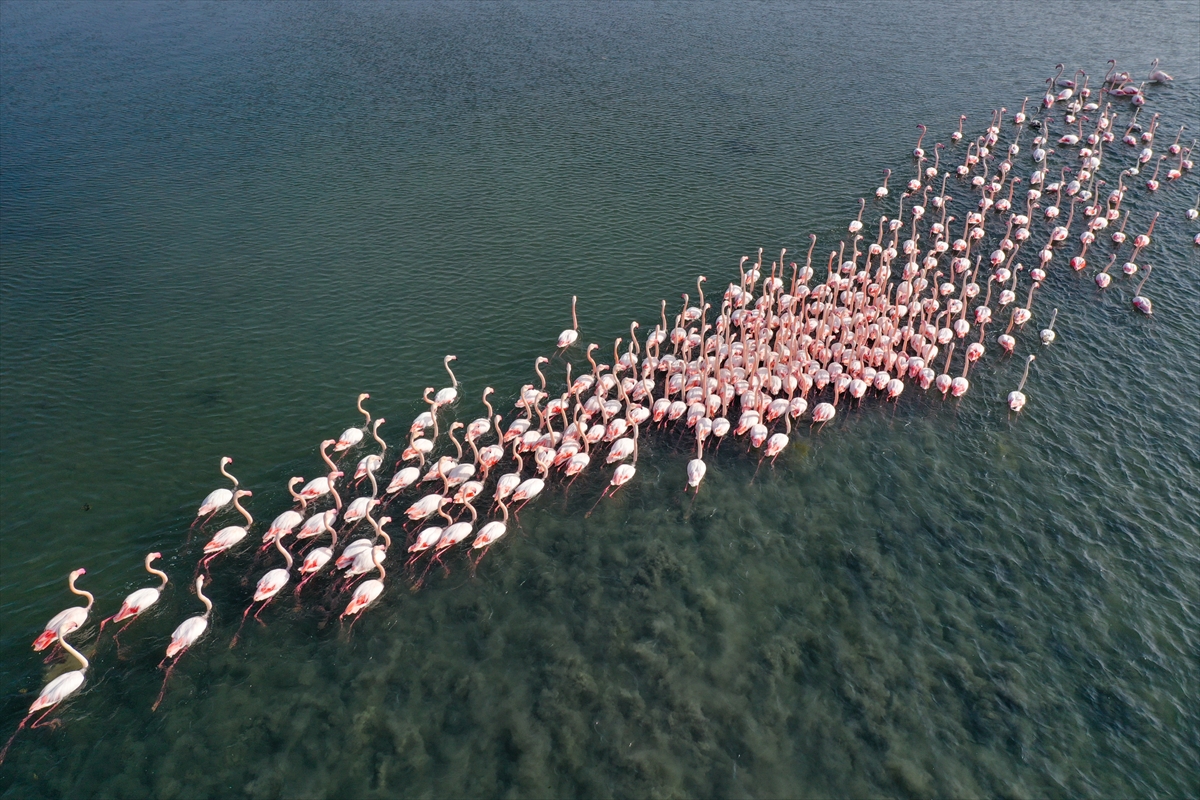 İzmir'de flamingolar körfezi şenlendiriyor