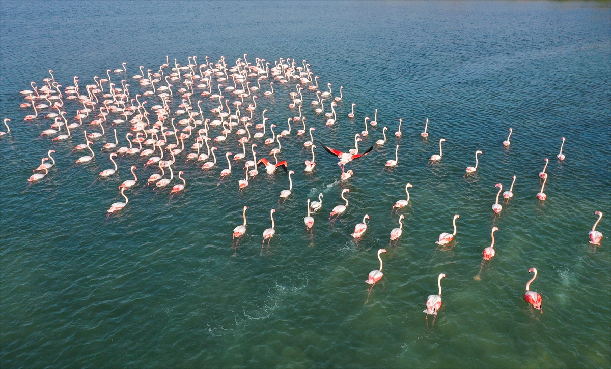 İzmir'de flamingolar körfezi şenlendiriyor