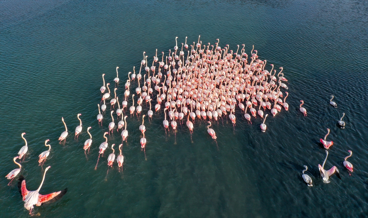 İzmir'de flamingolar körfezi şenlendiriyor