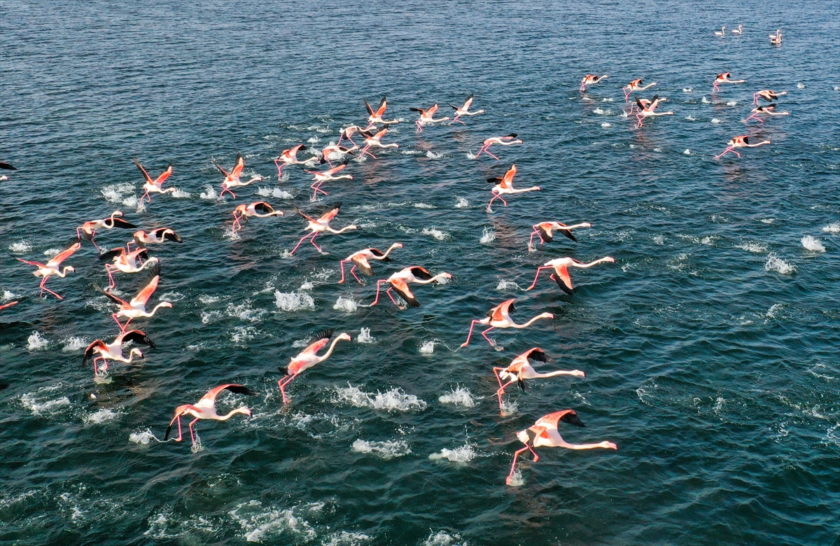 İzmir'de flamingolar körfezi şenlendiriyor