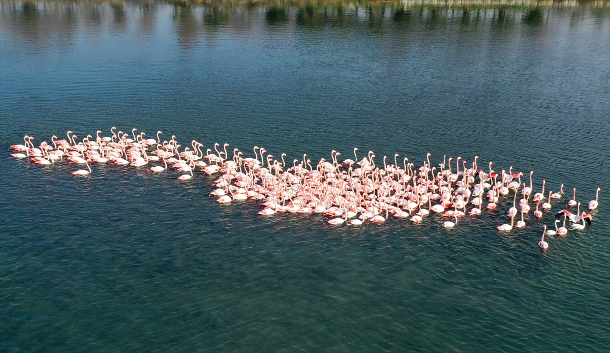 İzmir'de flamingolar körfezi şenlendiriyor