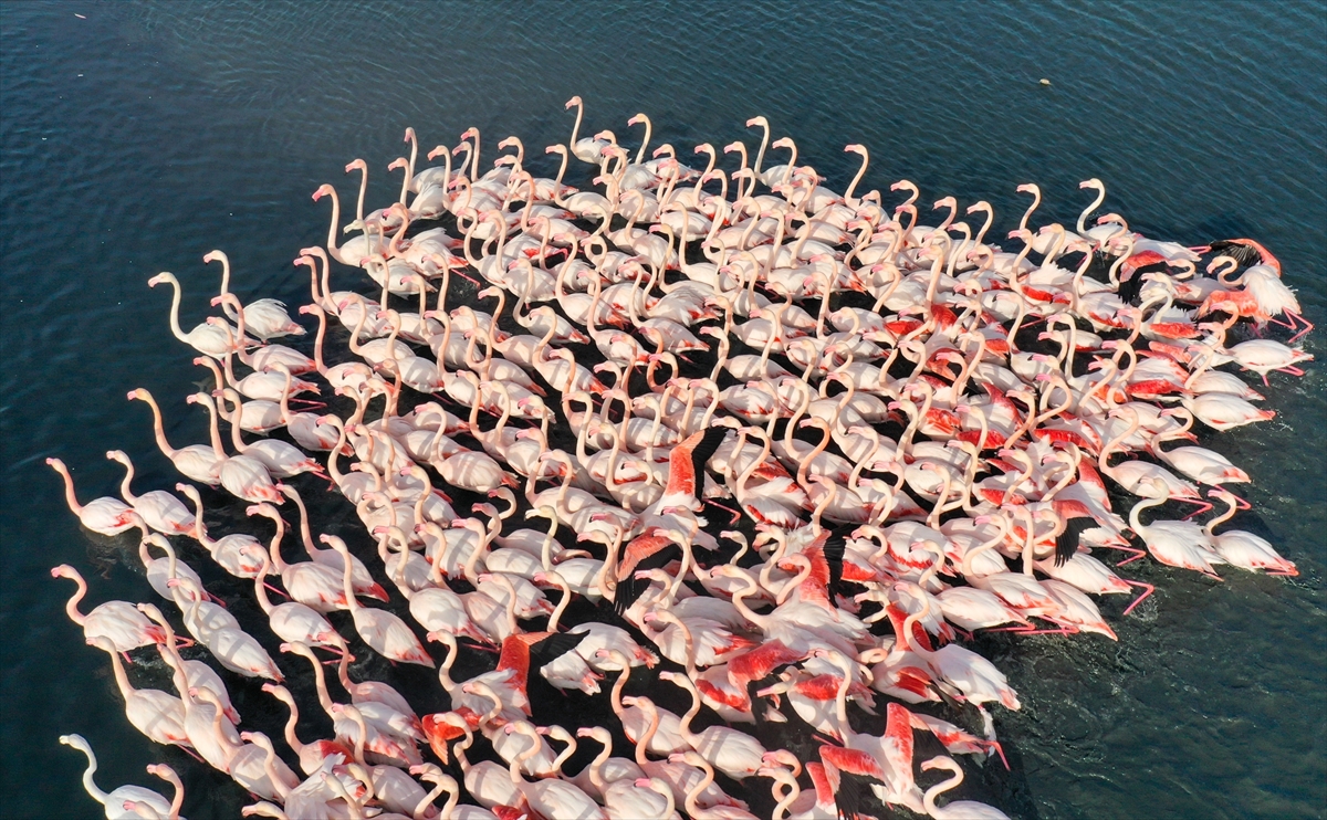 İzmir'de flamingolar körfezi şenlendiriyor