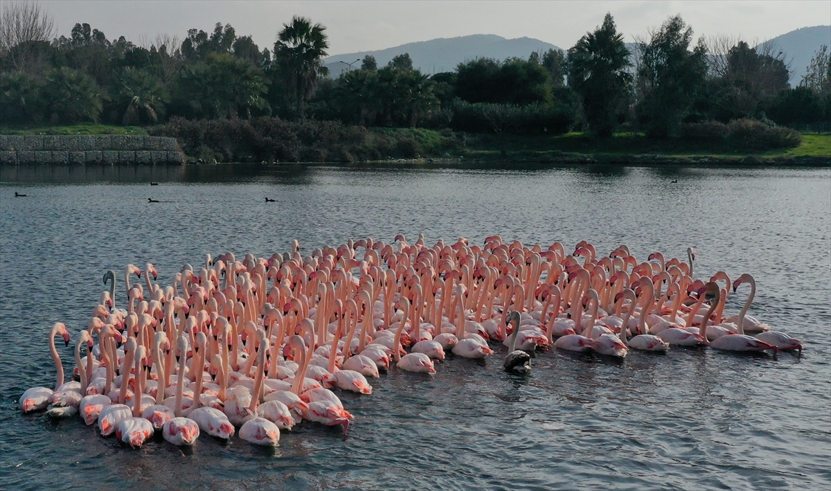 İzmir'de flamingolar körfezi şenlendiriyor