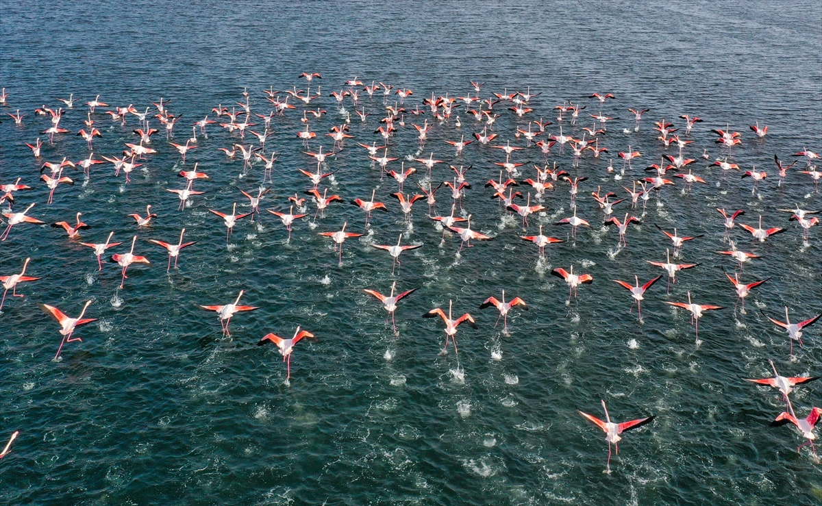 İzmir'de flamingolar körfezi şenlendiriyor