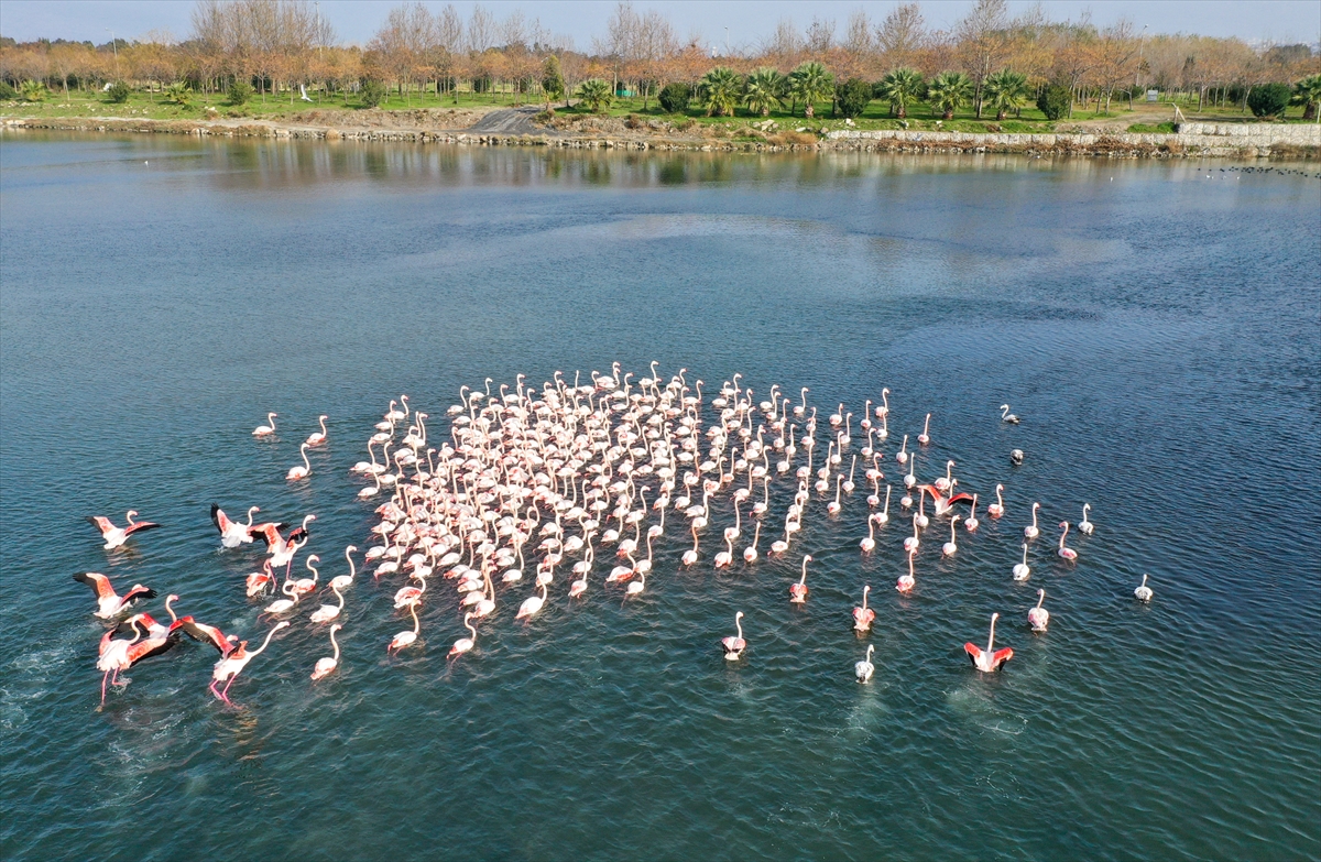 İzmir'de flamingolar körfezi şenlendiriyor