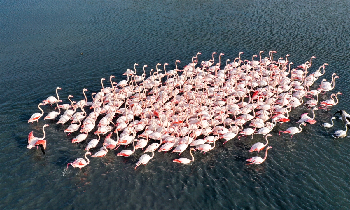 İzmir'de flamingolar körfezi şenlendiriyor