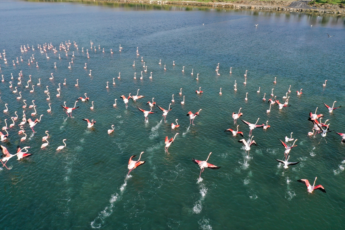 İzmir'de flamingolar körfezi şenlendiriyor