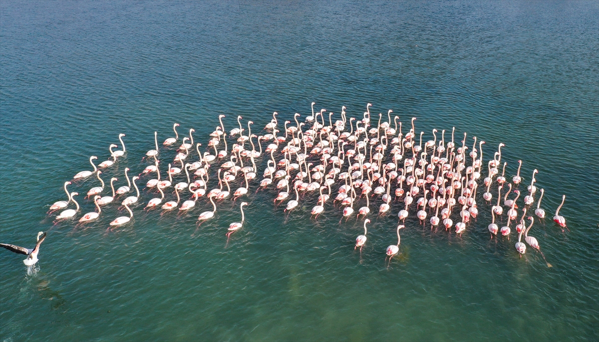 İzmir'de flamingolar körfezi şenlendiriyor