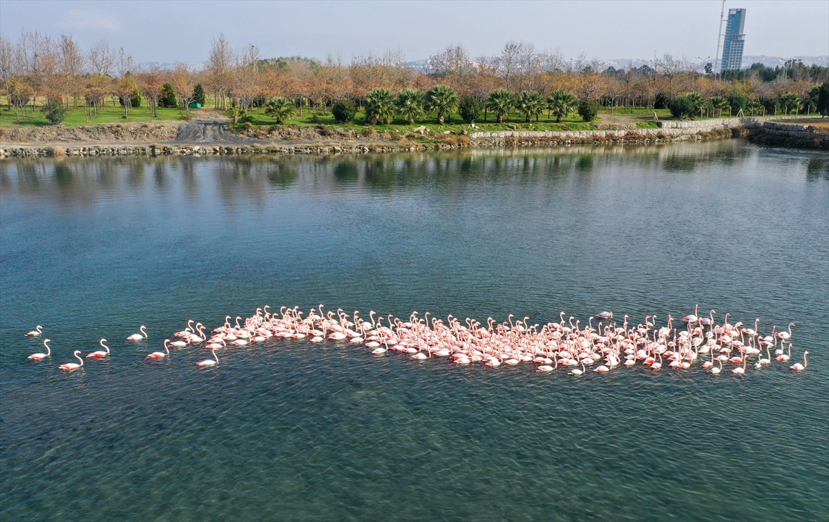 İzmir'de flamingolar körfezi şenlendiriyor