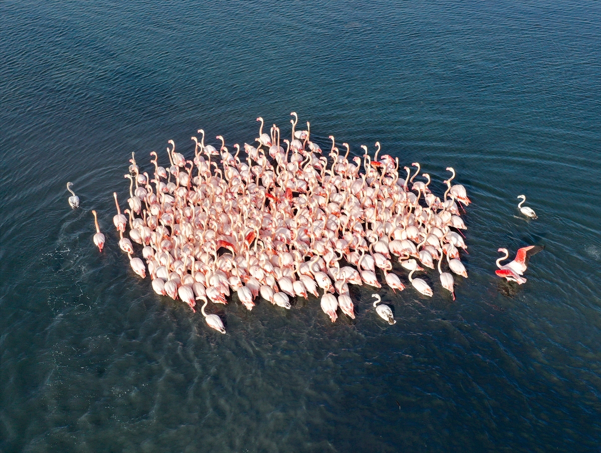 İzmir'de flamingolar körfezi şenlendiriyor