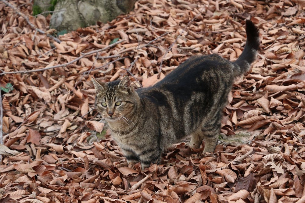 Sokak kedileri için 'Kedi kasabası'