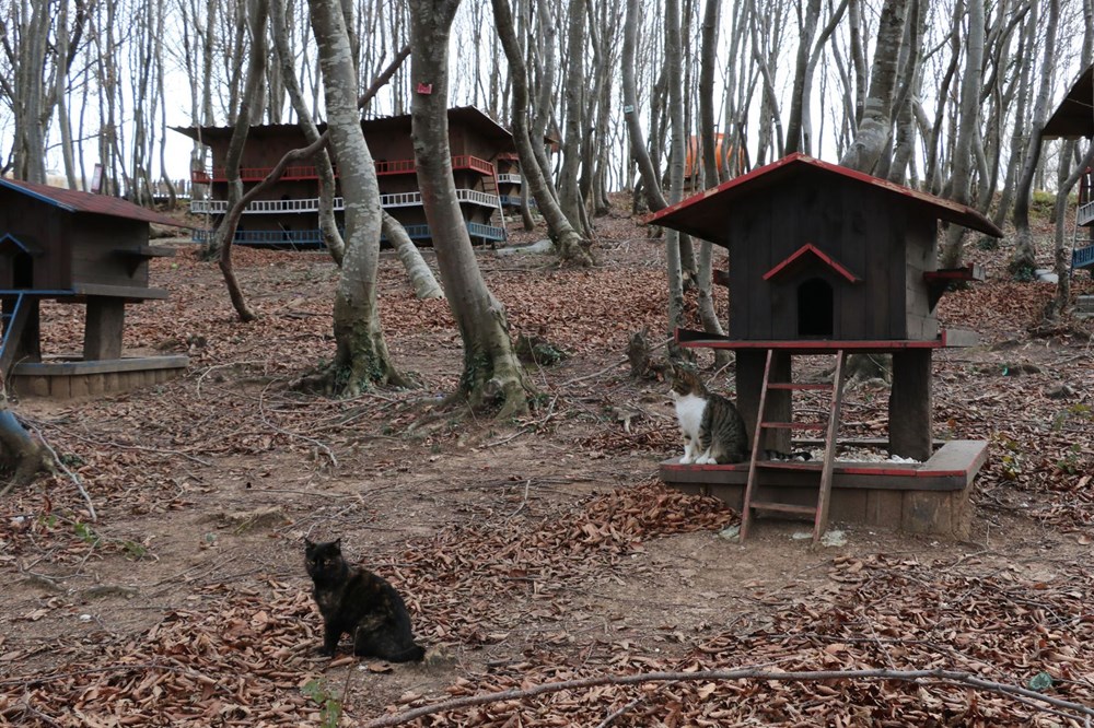 Sokak kedileri için 'Kedi kasabası'