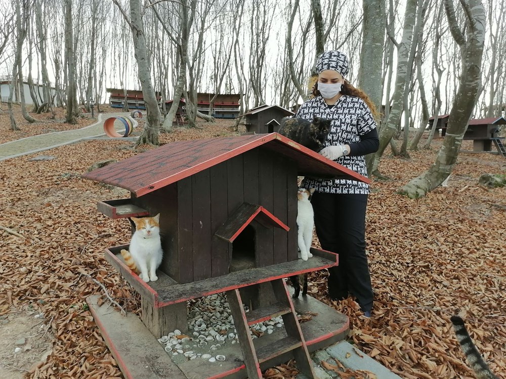 Sokak kedileri için 'Kedi kasabası'