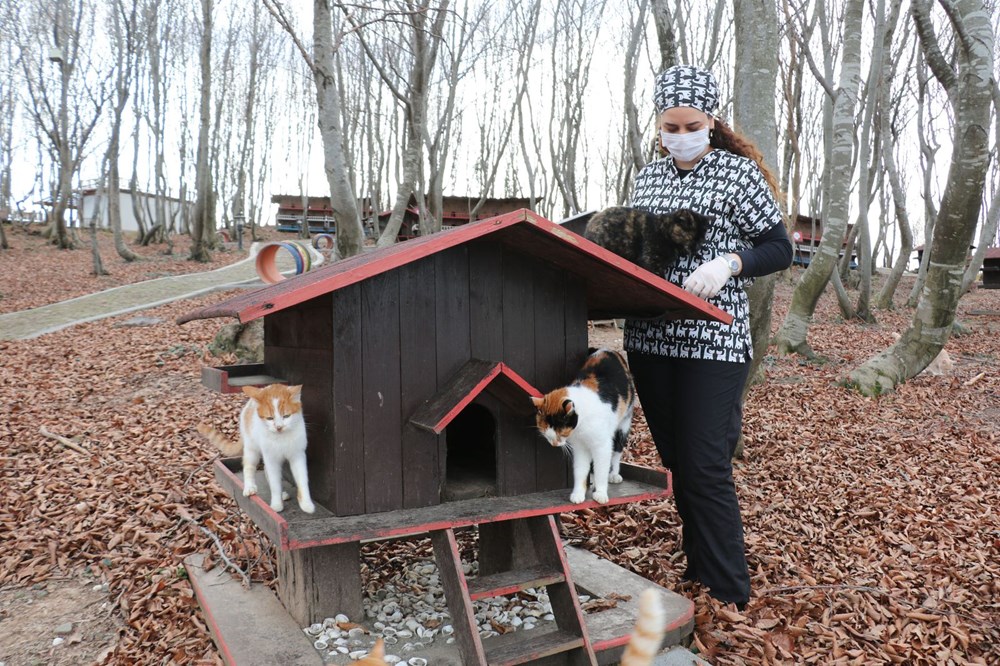 Sokak kedileri için 'Kedi kasabası'