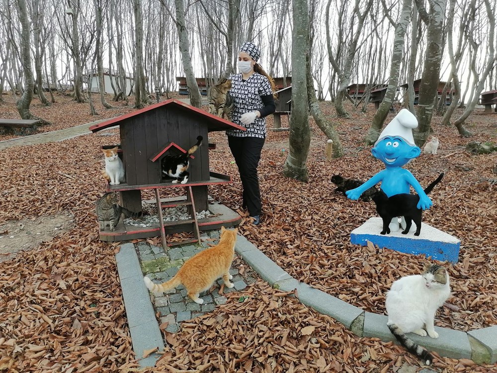 Sokak kedileri için 'Kedi kasabası'