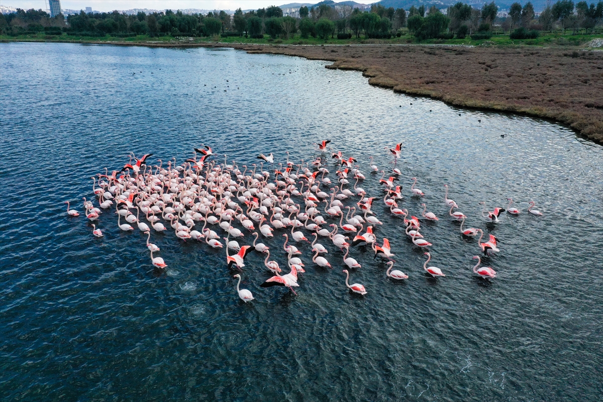 Gediz Deltası'nda kış kuşları kayıt altına alınıyor!