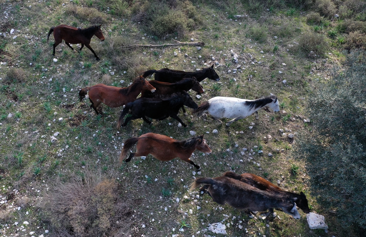 Gediz Deltası'nın yılkı atları