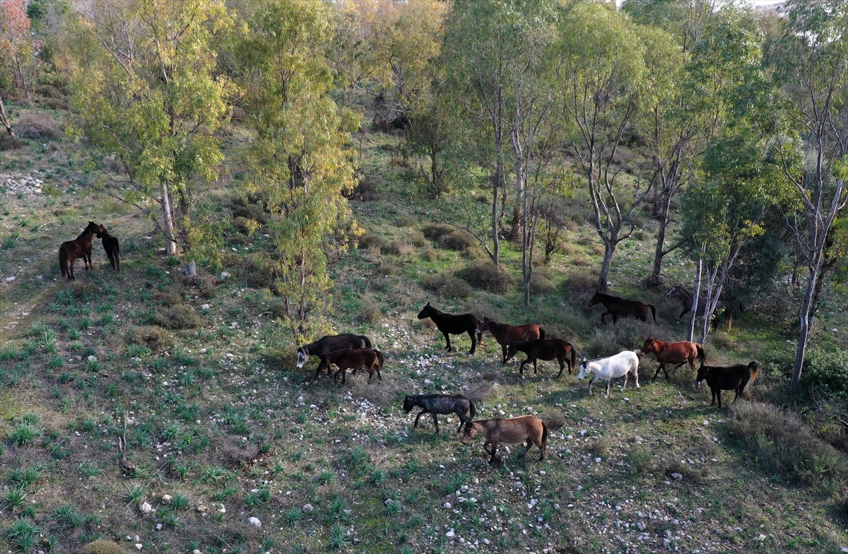 Gediz Deltası'nın yılkı atları