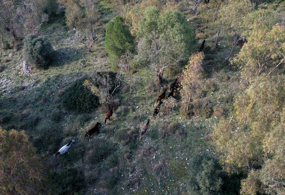 Gediz Deltası'nın yılkı atları