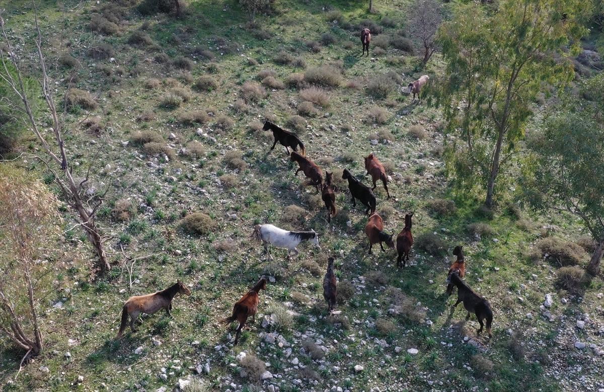 Gediz Deltası'nın yılkı atları