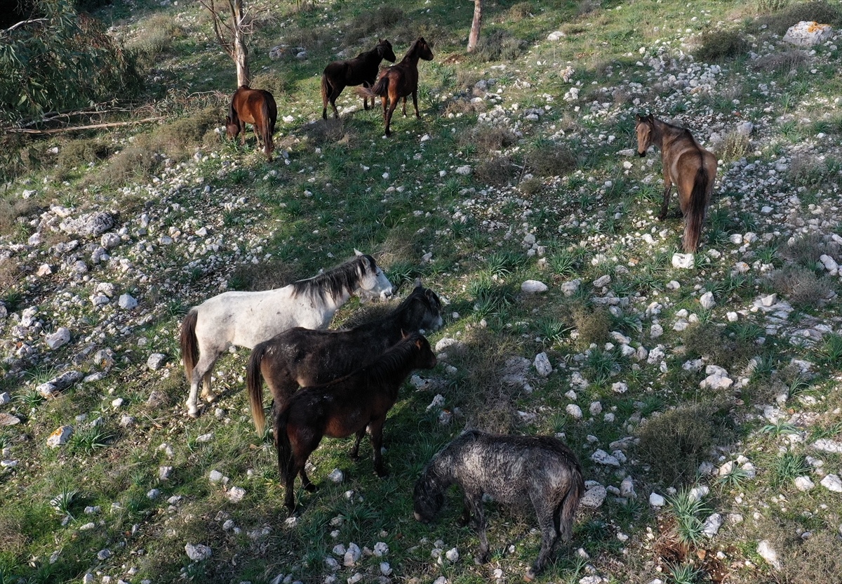 Gediz Deltası'nın yılkı atları