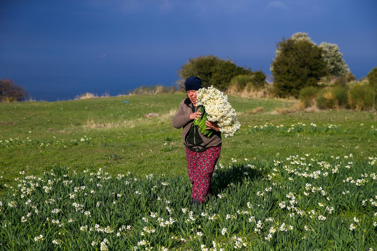 Karaburun'da nergis bayramı!